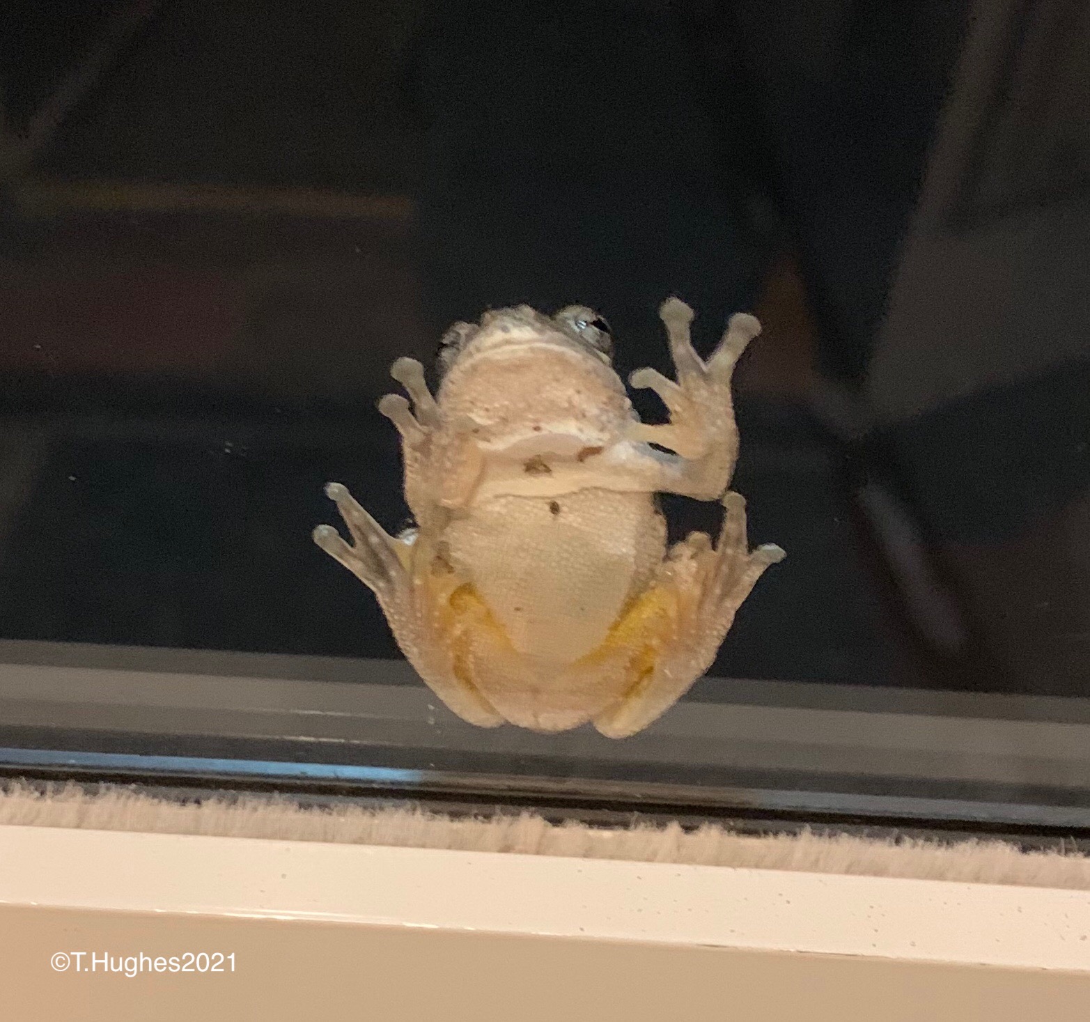 Gray Tree Frogs Nature, Garden, Life