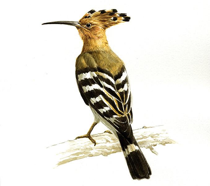 Hoopoe Greek Nature Encyclopedia