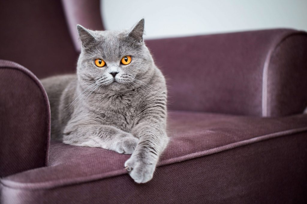 How to Identify Cat Breed? NatureID