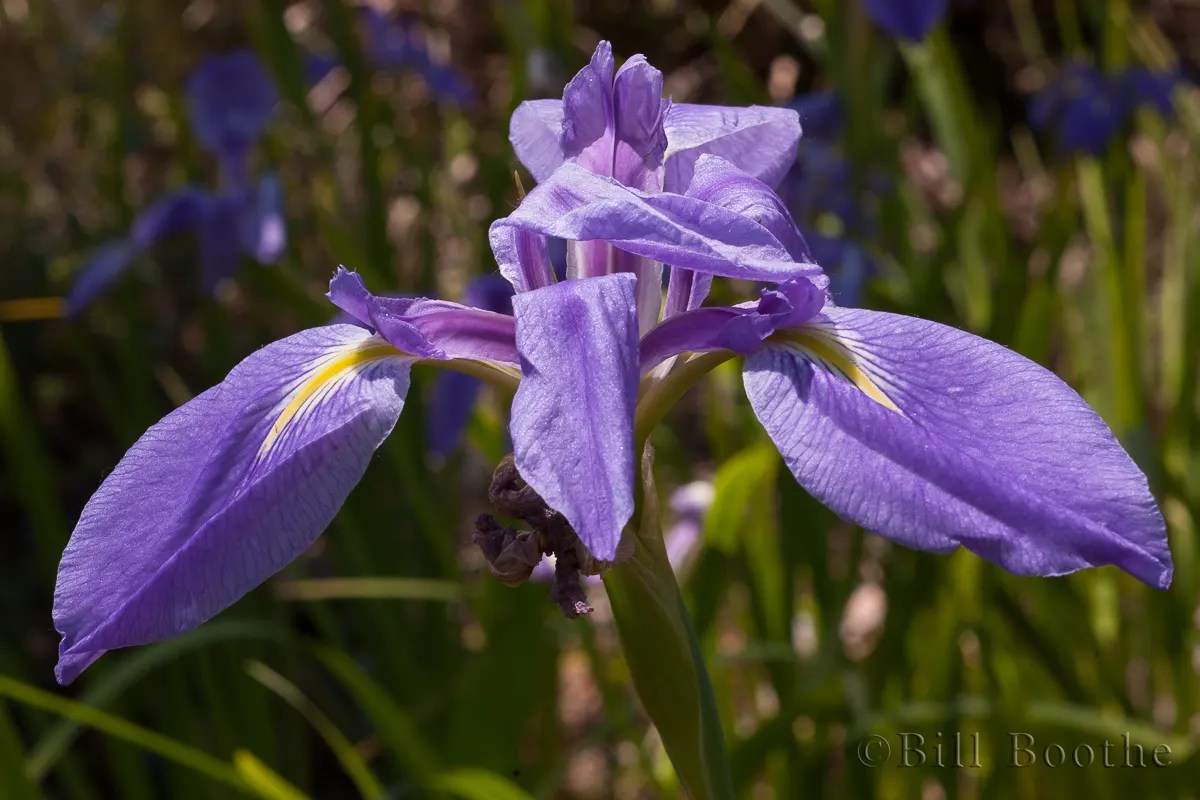 Blue Flag Iris Wildflowers Nature In Focus