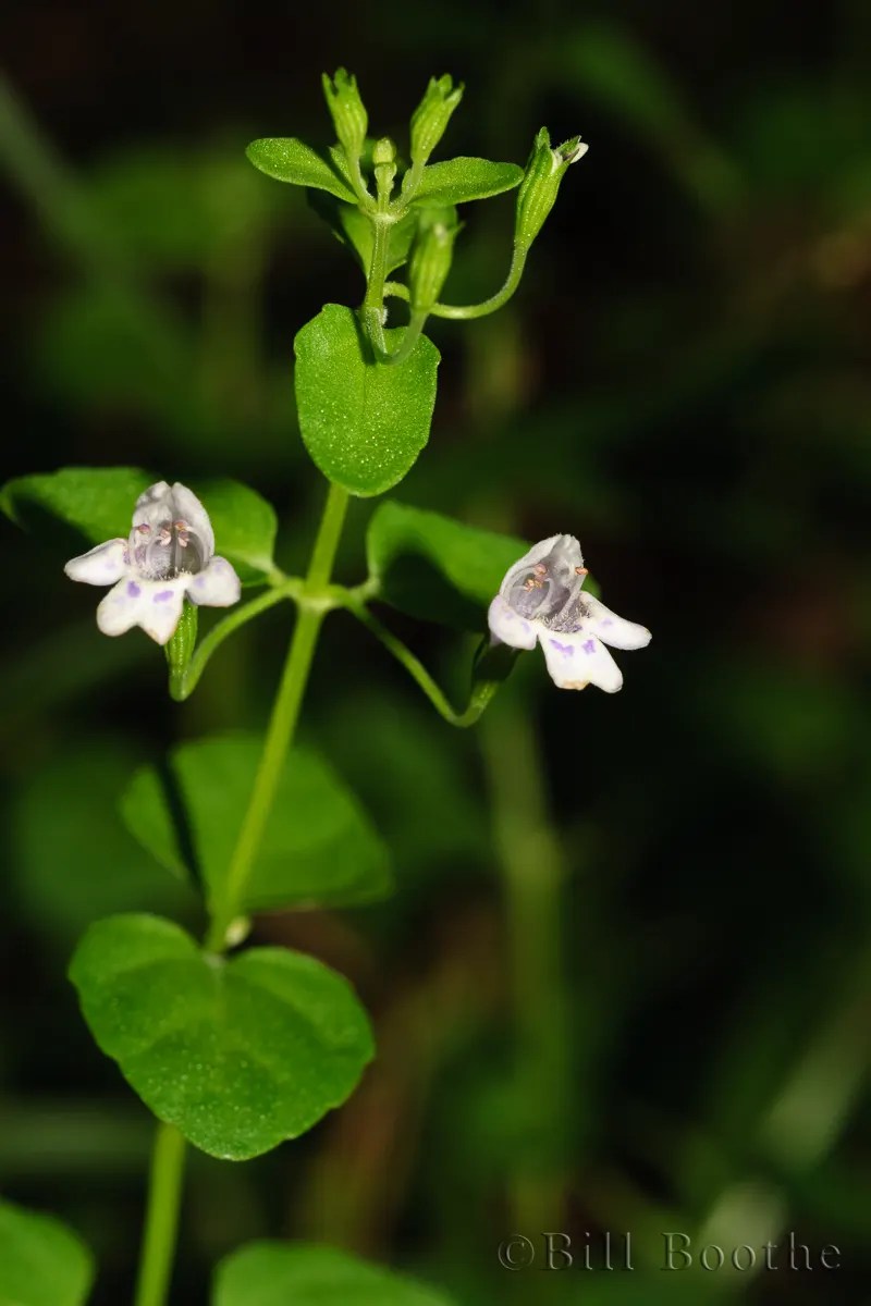 Browne's Savory Wildflowers Nature In Focus
