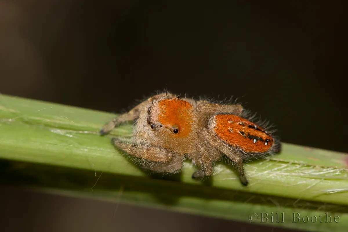 Cardinal Jumper Spiders and Kin Nature In Focus