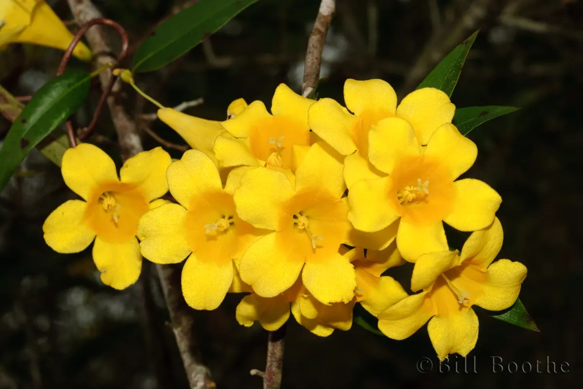 Carolina Jessamine Vines Nature In Focus