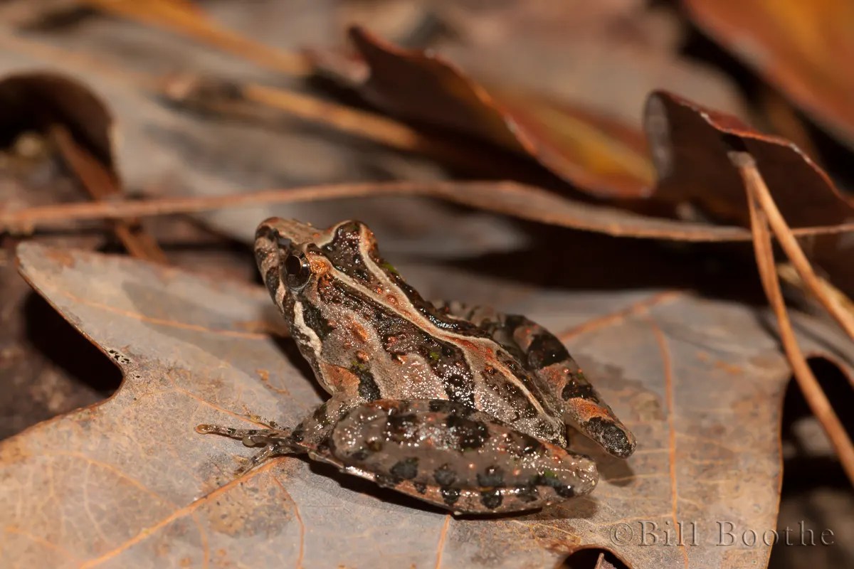 Florida Cricket Frog Frogs Nature In Focus