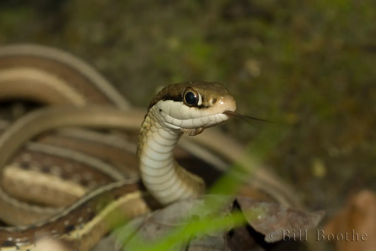 Eastern Ribbon Snake Snakes Nature In Focus