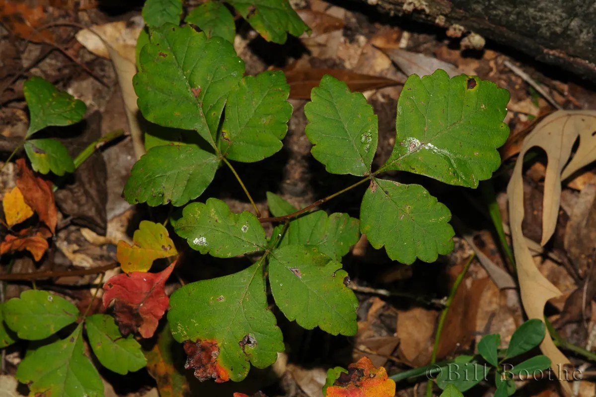 Fragrant Sumac Wildflowers Nature In Focus