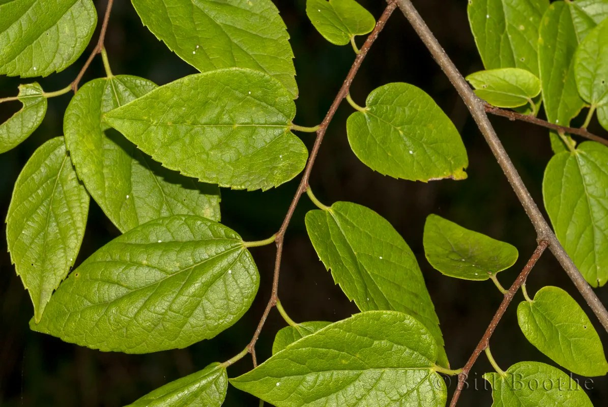 Hackberry Trees and Shrubs Nature In Focus