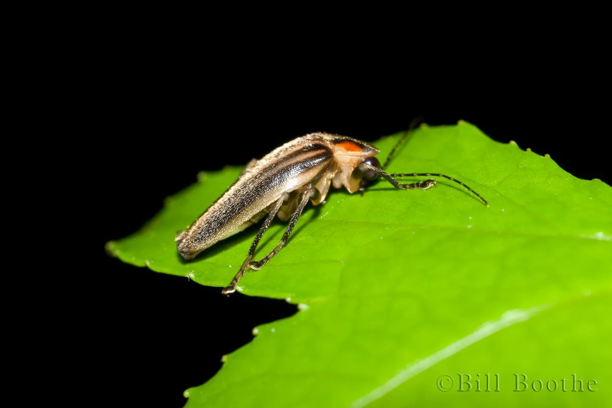 Lightning Bug Beetle Beetles Nature In Focus