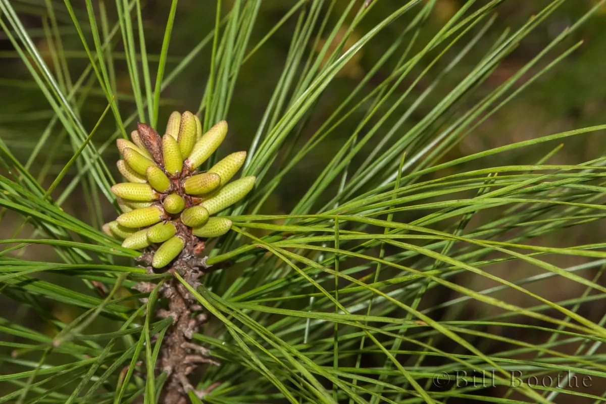 Loblolly Pine Trees and Shrubs Nature In Focus