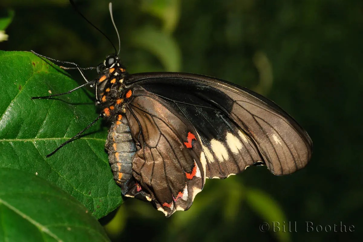 Polydamas Swallowtail Swallowtails Nature In Focus