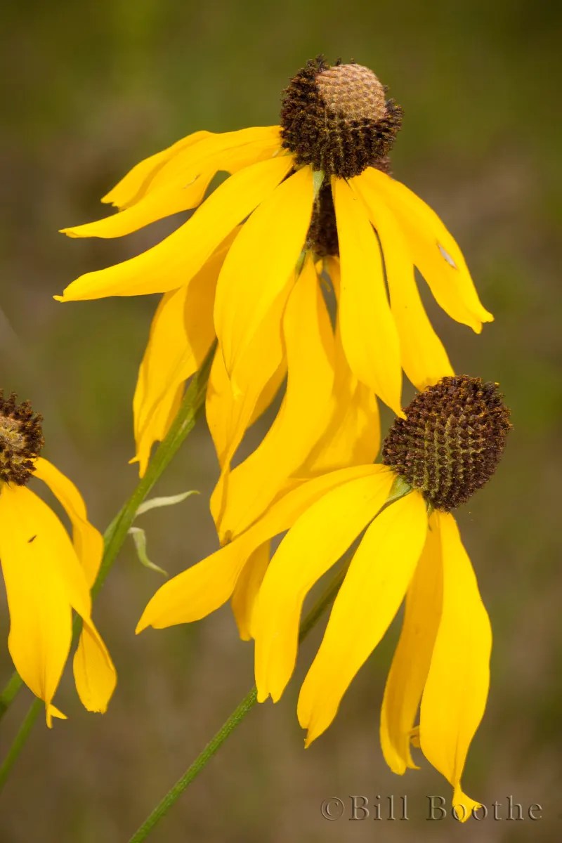 Prairie Coneflower Wildflowers Nature In Focus