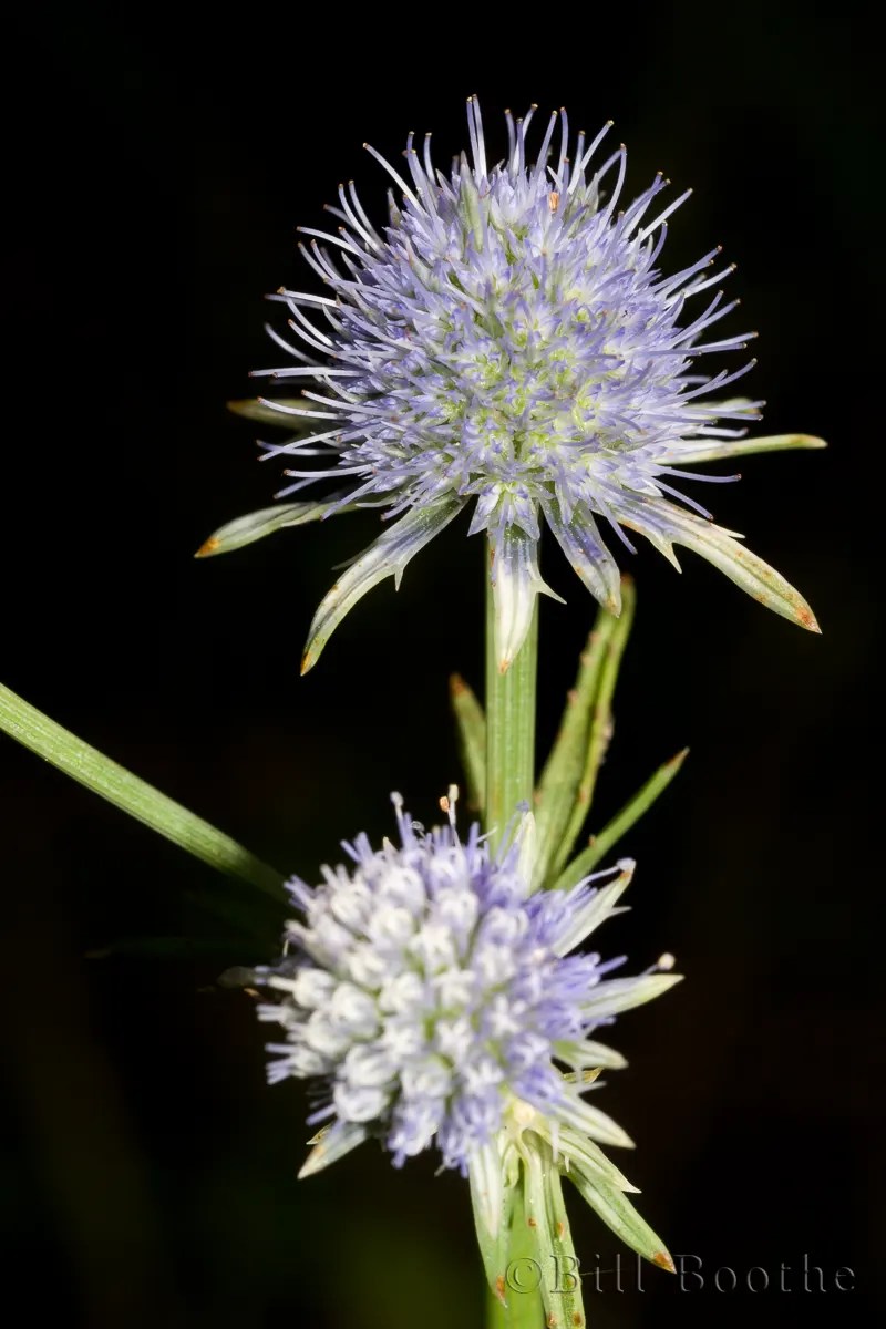 Rattlesnakemaster Wildflowers Nature In Focus