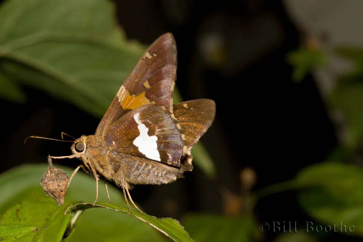 Silverspotted Skipper Skippers Nature In Focus