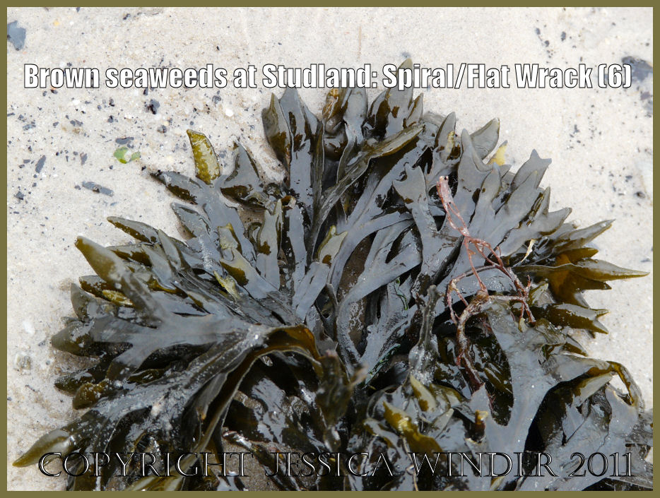 Three brown seaweeds Furbelows, Sea Belt & Spiral Wrack from Studland
