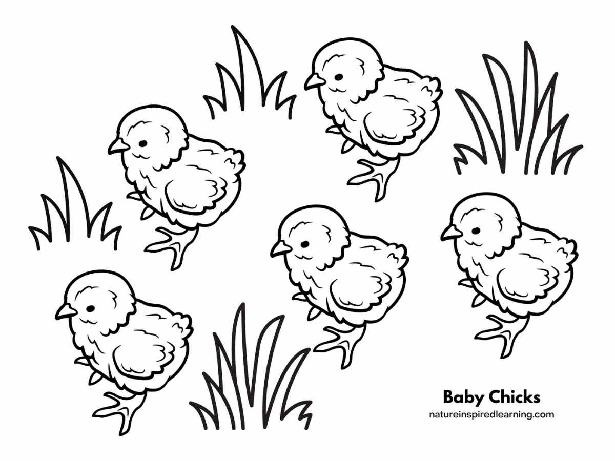 Cute Chick Coloring Pages