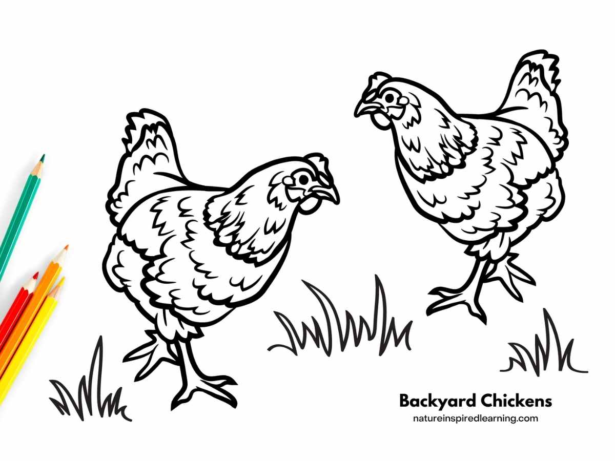 Chicken Coloring