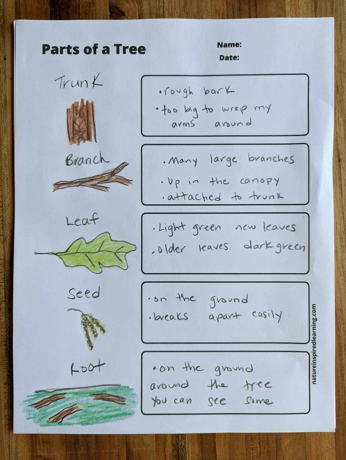 Parts Of Tree Worksheet