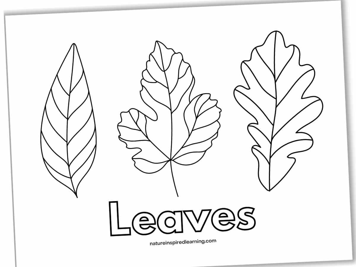Leaf Coloring Page Coloring Pages Coloring Pages Download