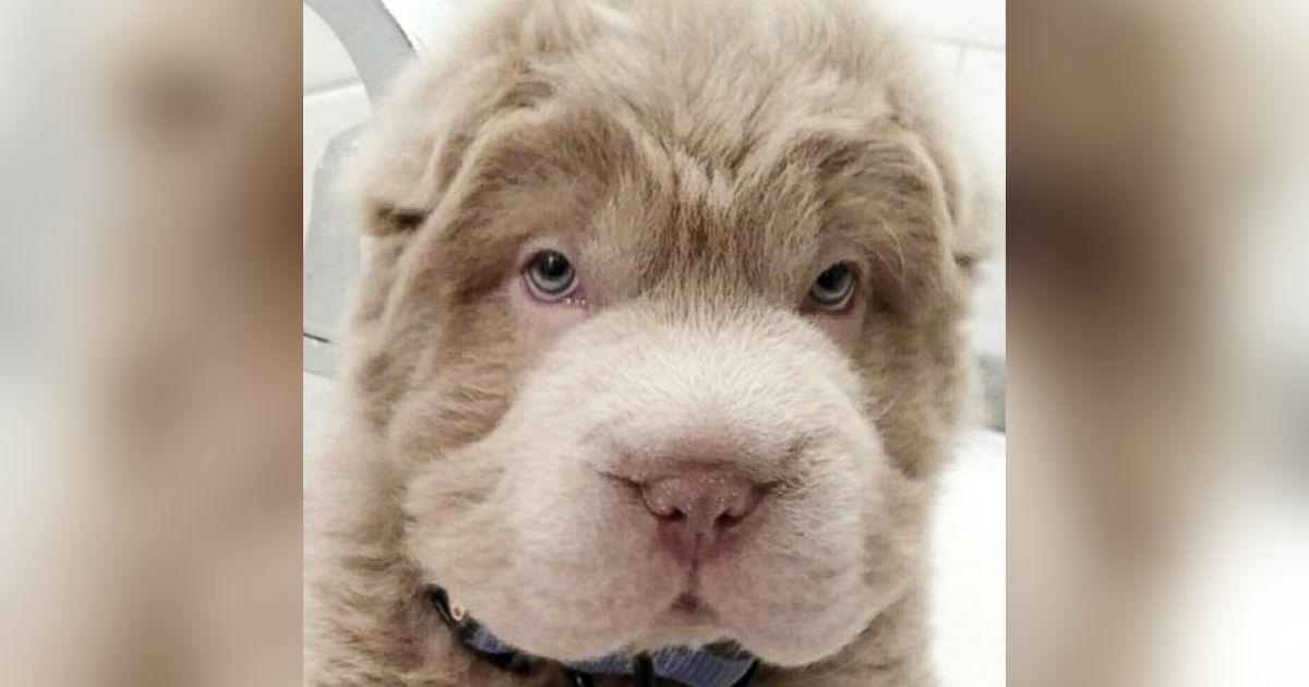 This Shar Pei with a bear coat that resembles a teddy bear has