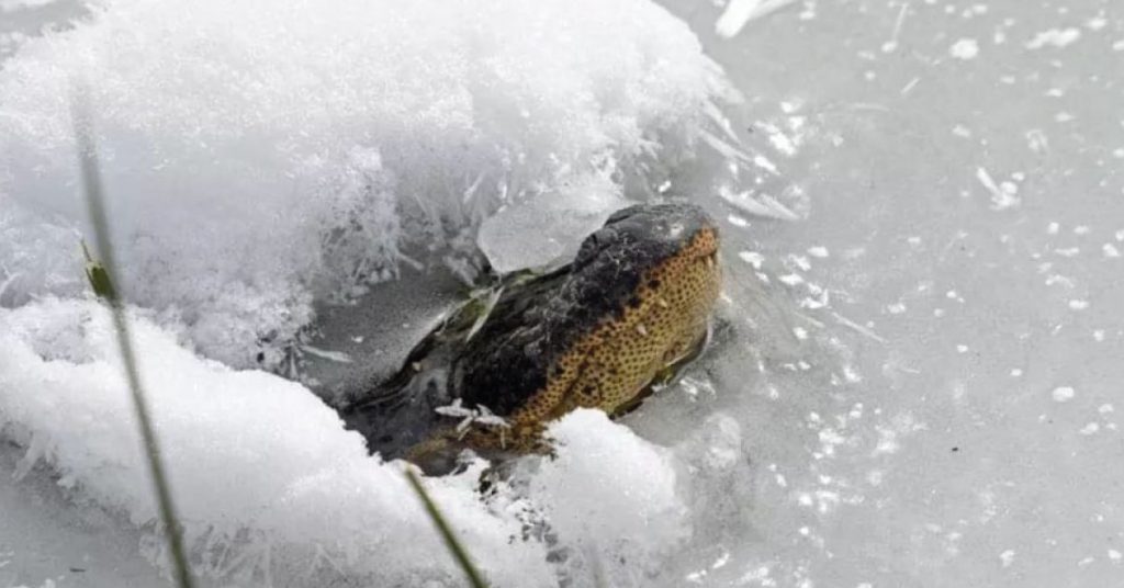 Alligators in Oklahoma freeze from severe cold snaps. Natureistic.Me