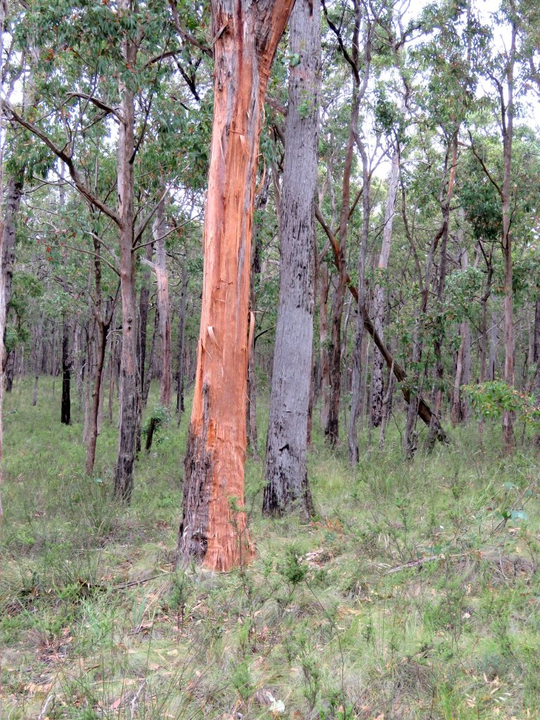 treebark Natural Habitat Highlights