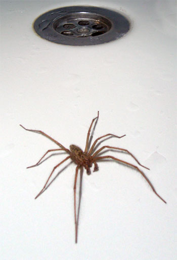Why do spiders come indoors in the autumn? – The Ventilator