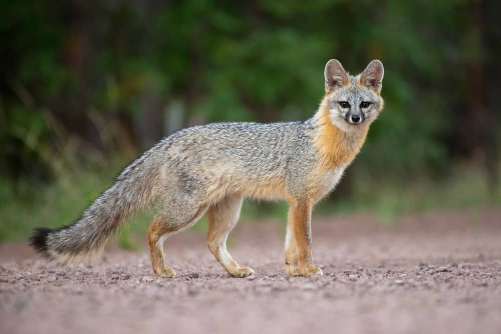 15 Animals Similar to Coyotes NatureNibble