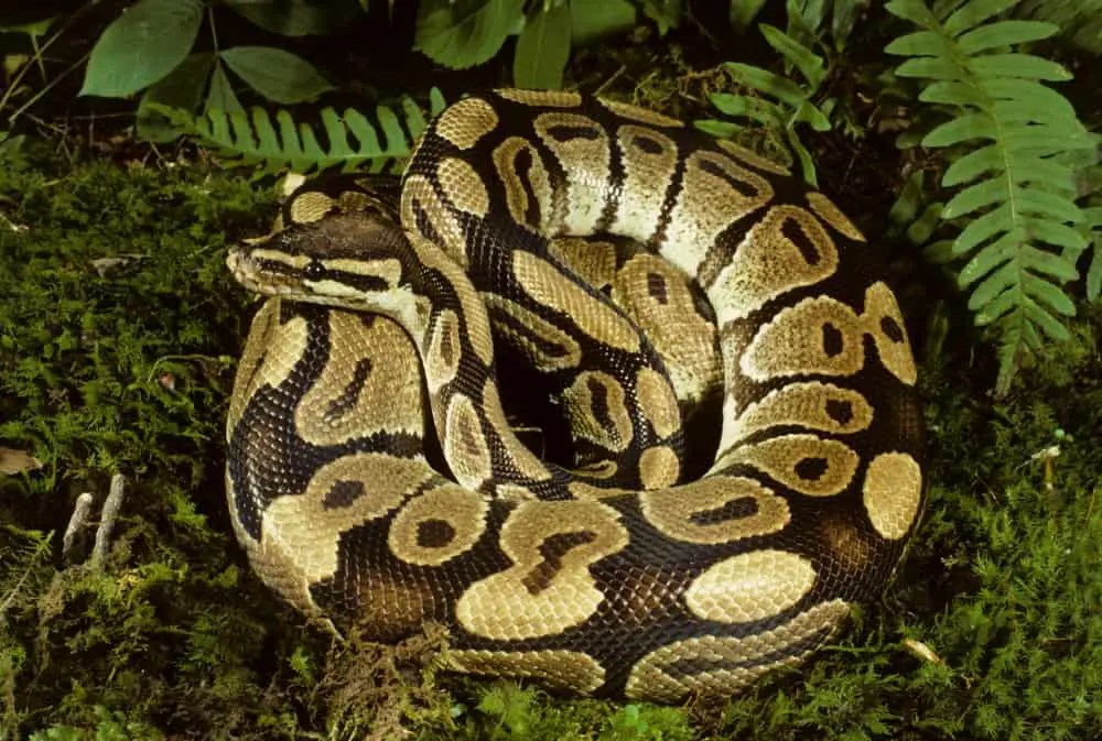 41 Different Types of Pythons NatureNibble