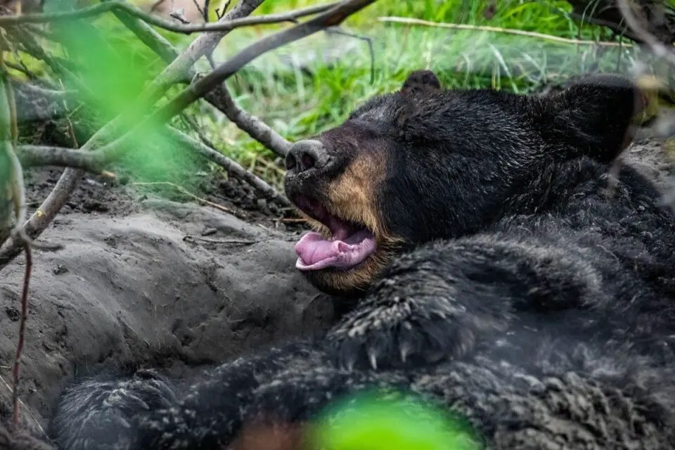 How Long Do Bears Hibernate? NatureNibble