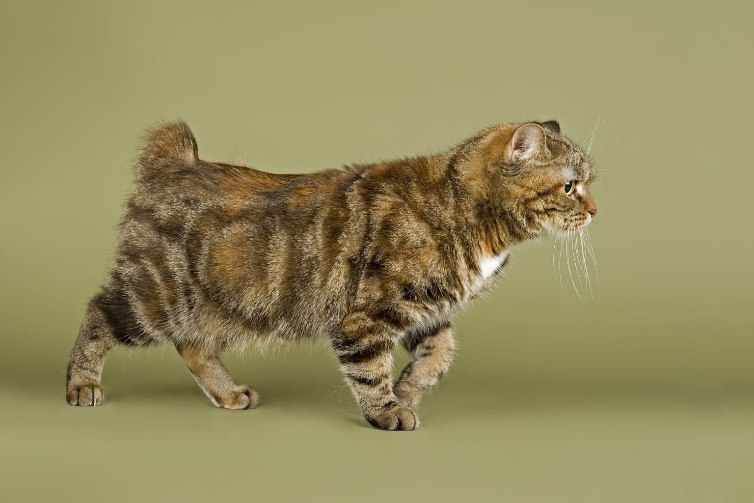 11 Animals Without a Tail (+ Does a Tail Matter?)