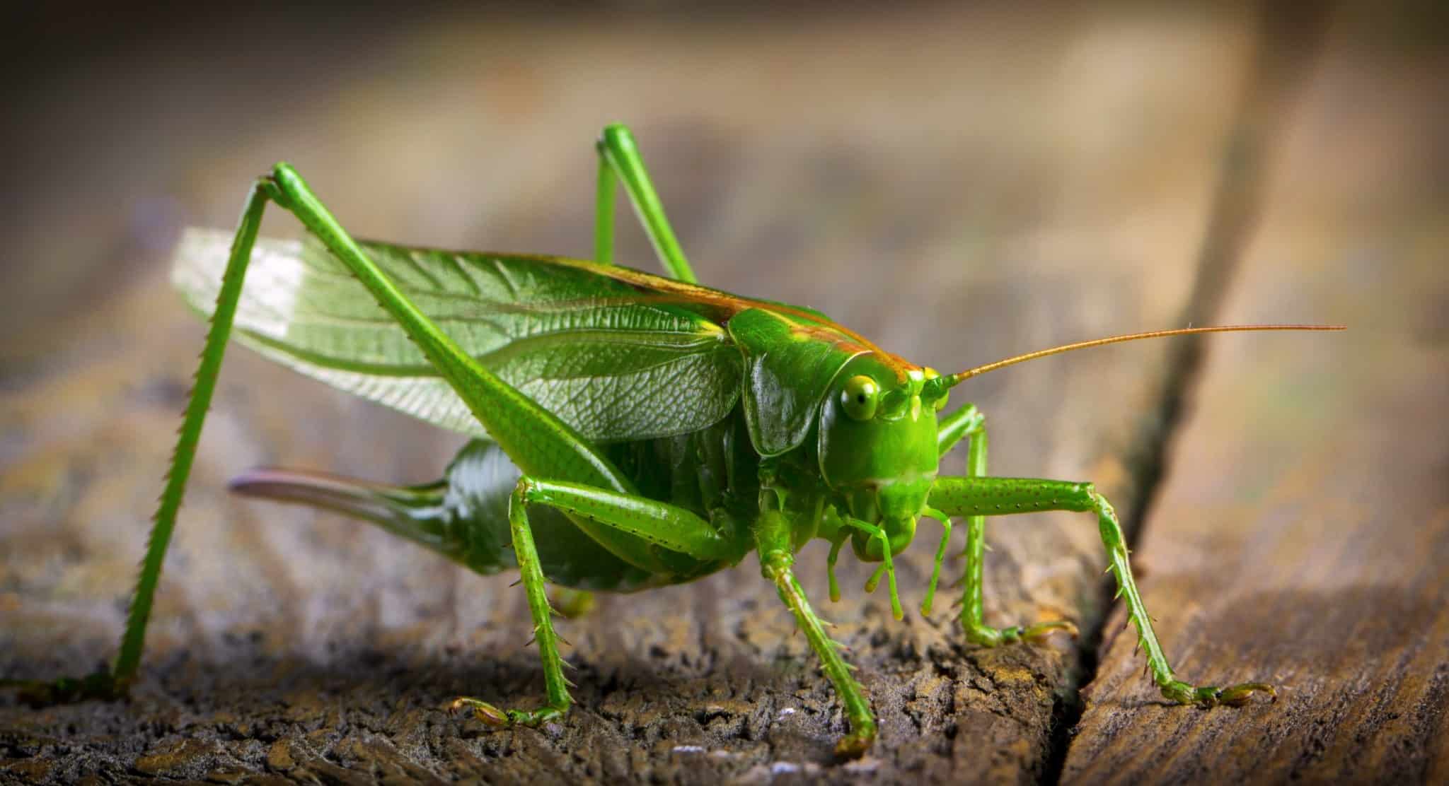 Insects vs. Arthropods What Is the Difference? (9 Points)