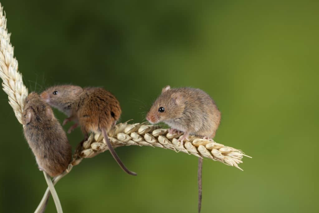 Do Rats and Mice Eat or Deter Spiders? (+ Vital Facts)