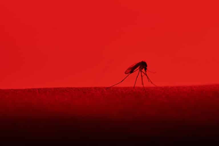 Do Mosquitoes Have 47 Teeth? (+ Interesting Facts)