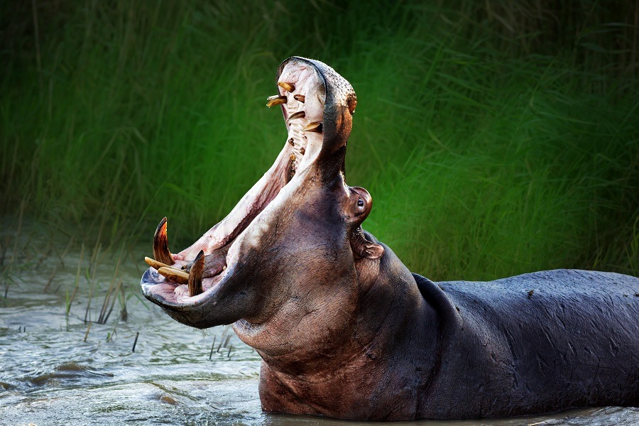 Can a Hippo Kill a Lion? (+ Interesting Facts)