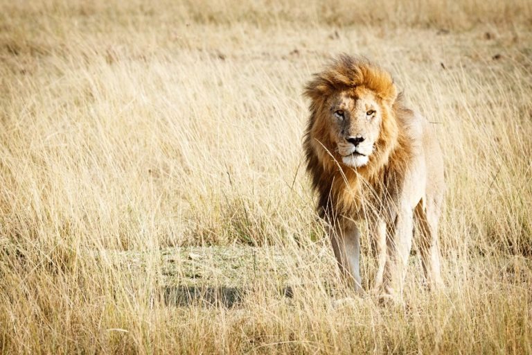 Do Lions Eat Plants? (+ Interesting Facts)