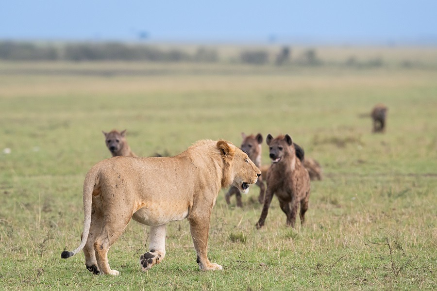 Lion vs. Hyena Who Wins in a Fight? (+ Vital Facts)