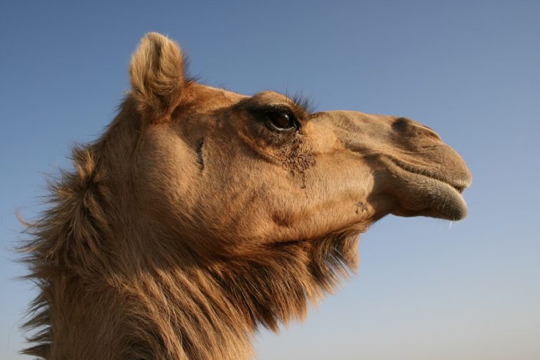 Horses vs. Camels What Are the Differences and Their Uses?
