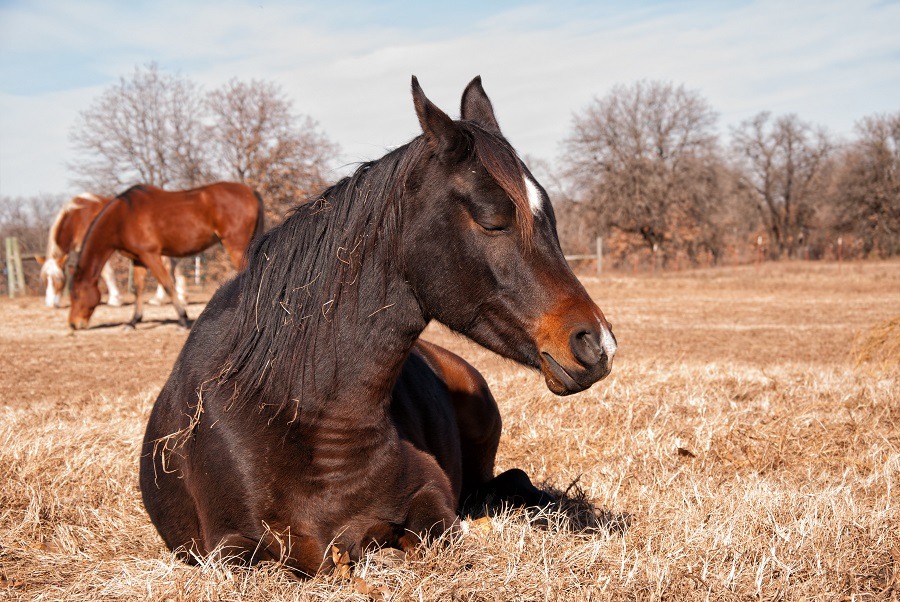 Horses Sitting Can a Horse Sit? (They Can't Sit—Here's Why)