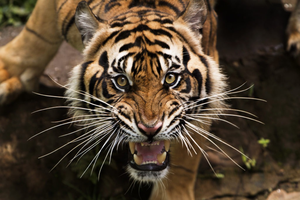 Tigers and Fear What Are Tigers Afraid Of? (+ Vital Facts)