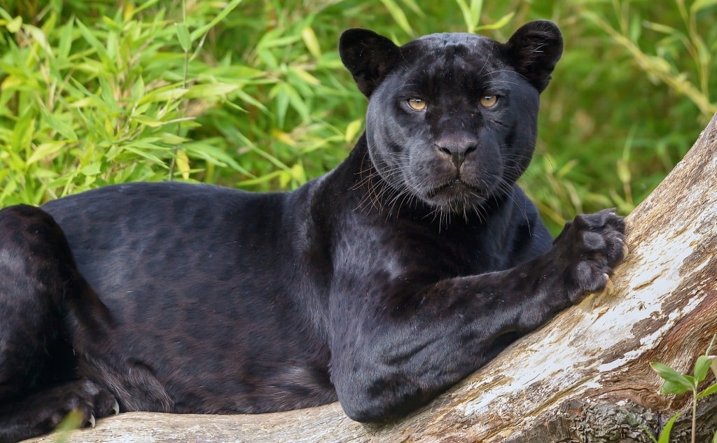 Tiger vs. Panther Who Wins in a Fight? (+ Vital Facts)