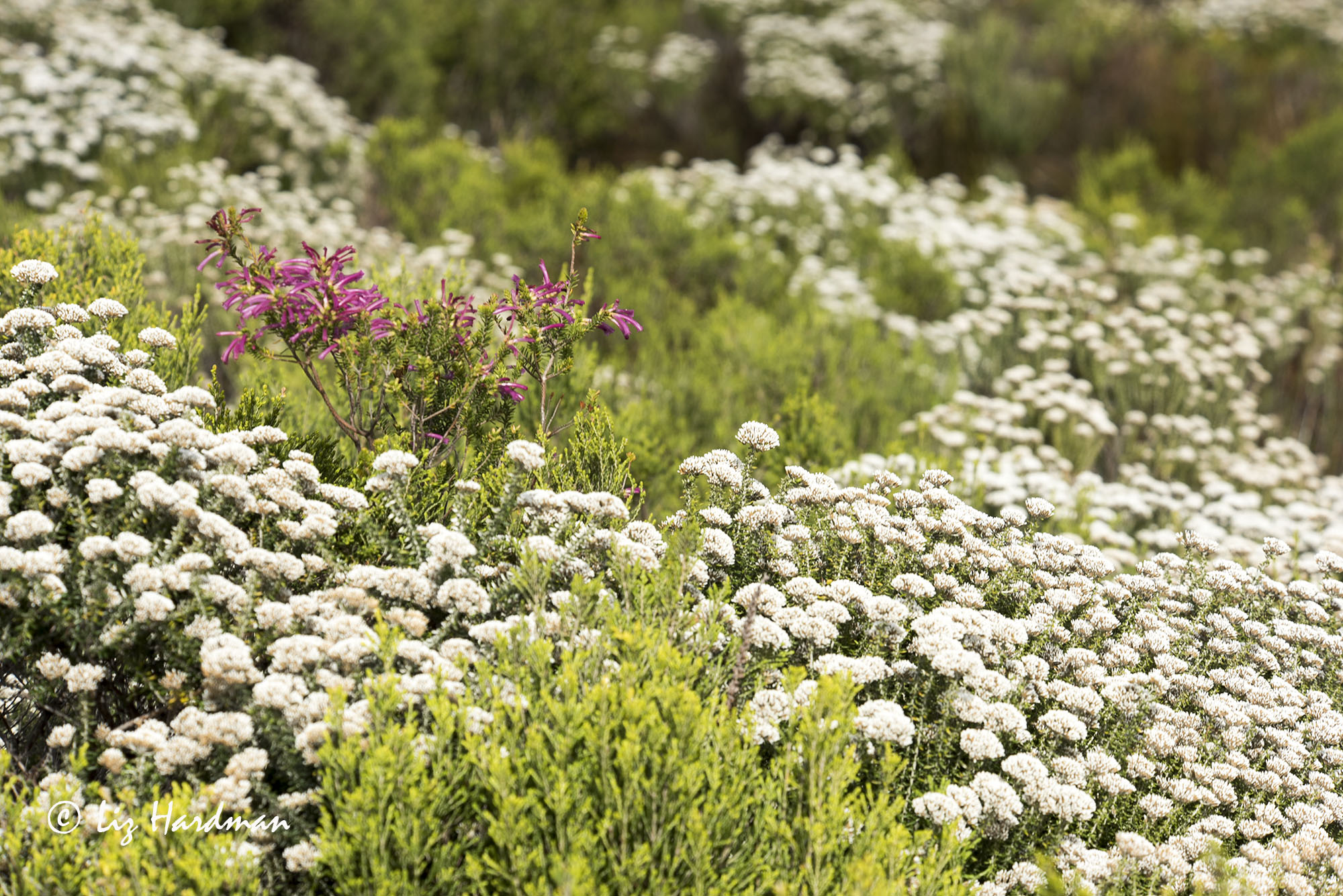 May Wild flowers Nature on the Edge