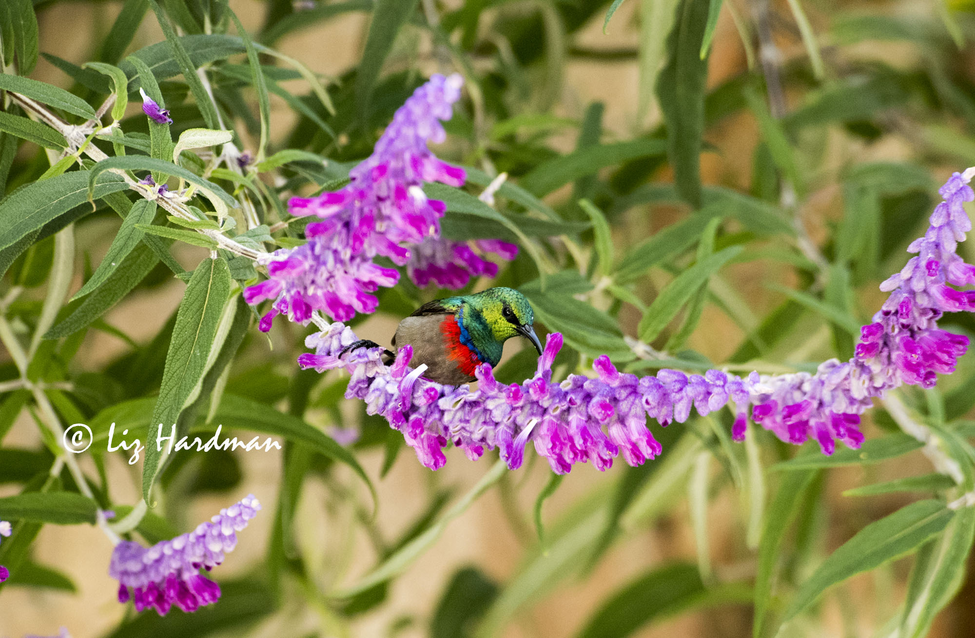 Sweet Nectar Nature on the Edge