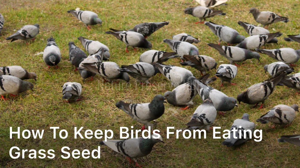 How to Keep Birds from Eating Grass Seed Nature Preserve HUB
