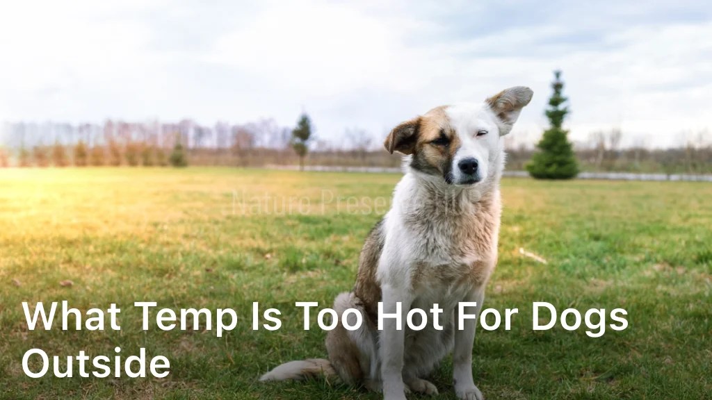 Why do Dogs Lay in The Sun When it's Hot? Nature Preserve HUB