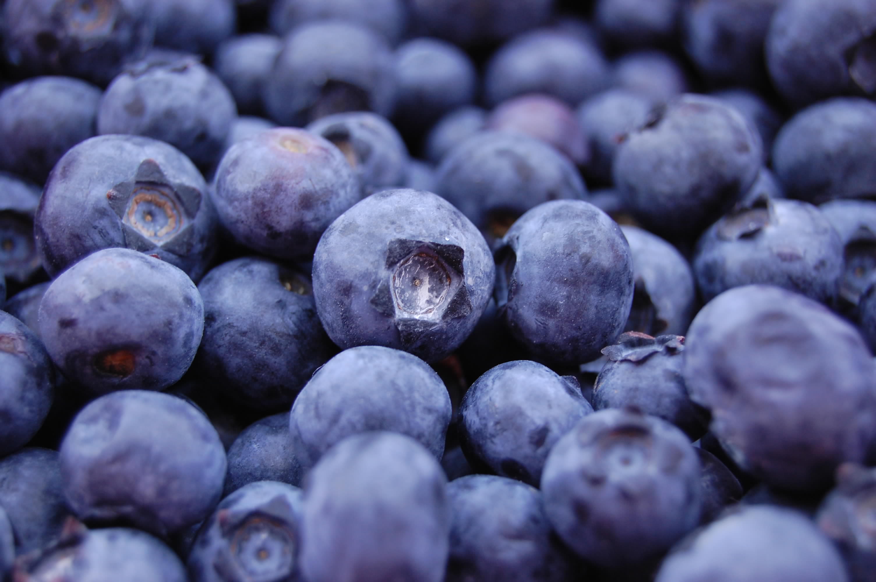 Wild About Blueberries Nature Ridge Homes