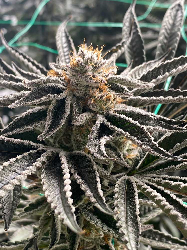 Recreational Cannabis Dispensary, Marijuana Dispensary, Weed Dispensary