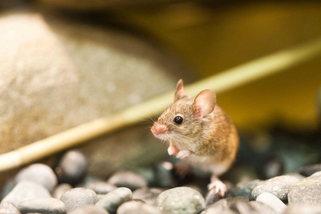 Mice Control Services Mice Control Companies Mice Control Near Me