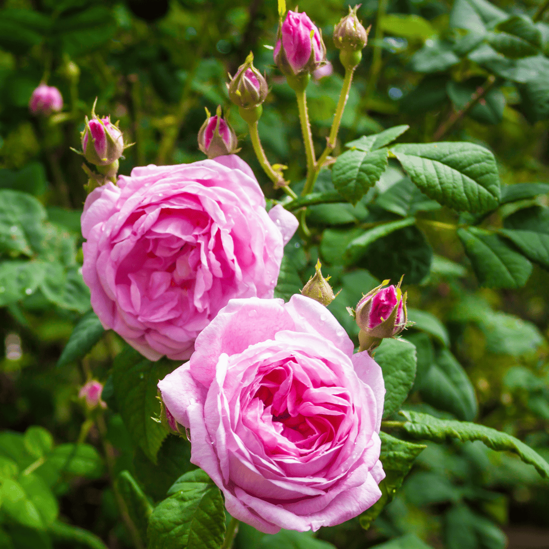 Rose Otto, Turkish Nature's Gift