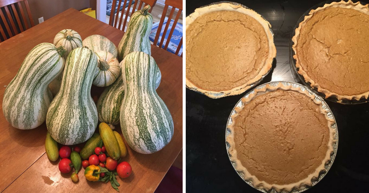 Cushaw Squash Pie Recipe Like Pumpkin Pies Nature's Guys