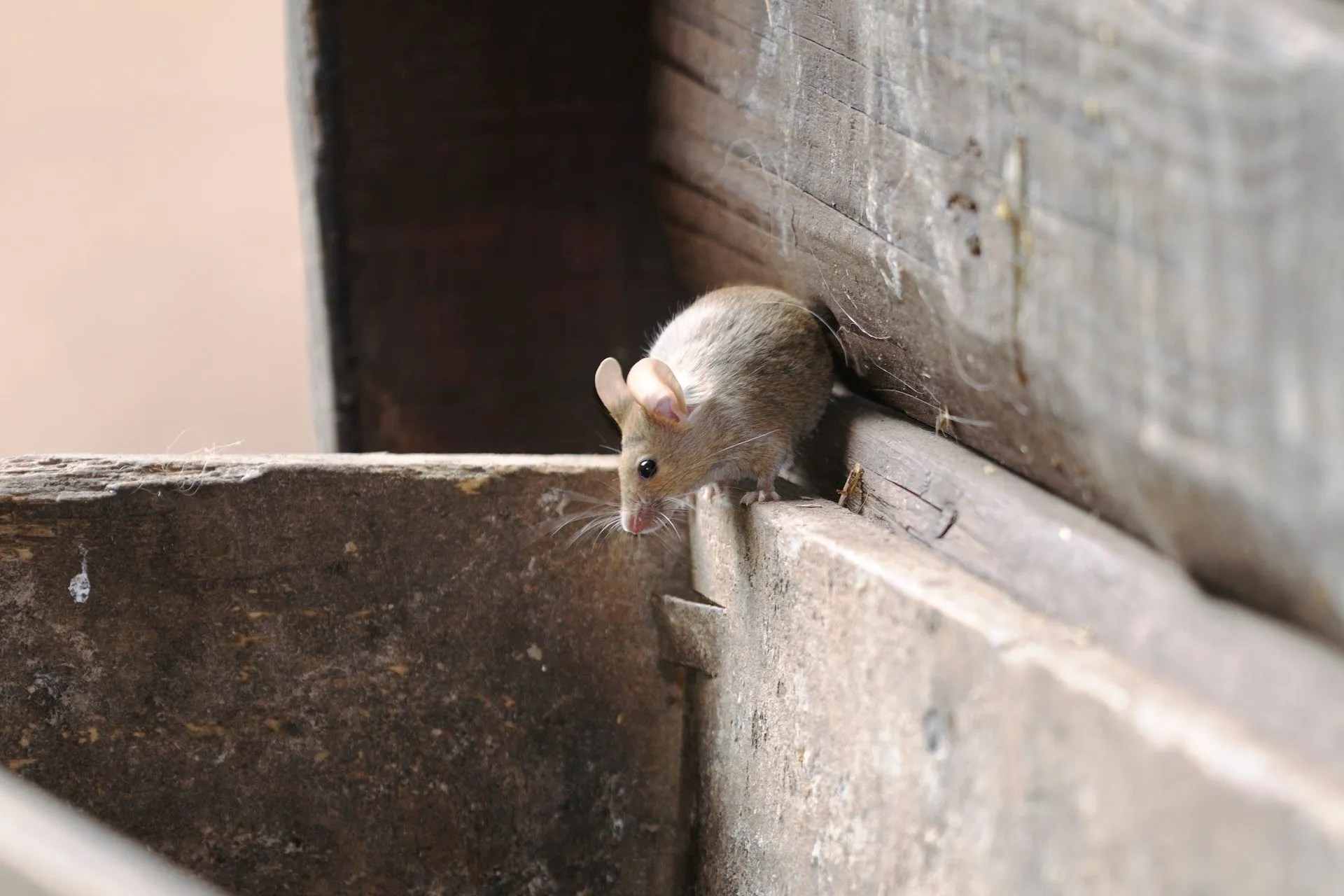 Rodent Control Methods How To Rid House Of Mice